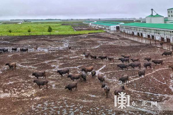 龙江县教育局最新项目，引领教育改革，助力县域发展