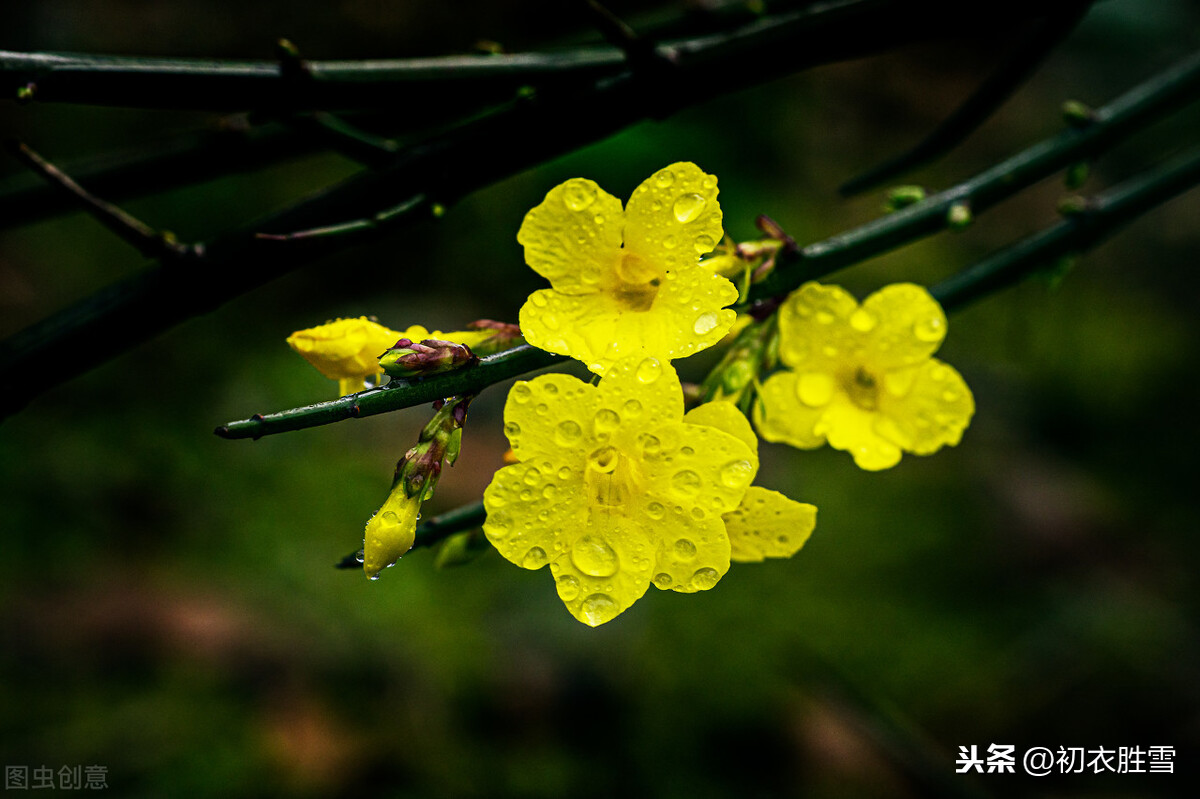 春风春雨春花美，土生土长土生金——探寻生肖与自然之美