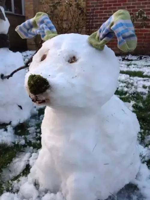 雪絮飘池点缘漪，舞风游漾燕交飞——精准生肖动物解析