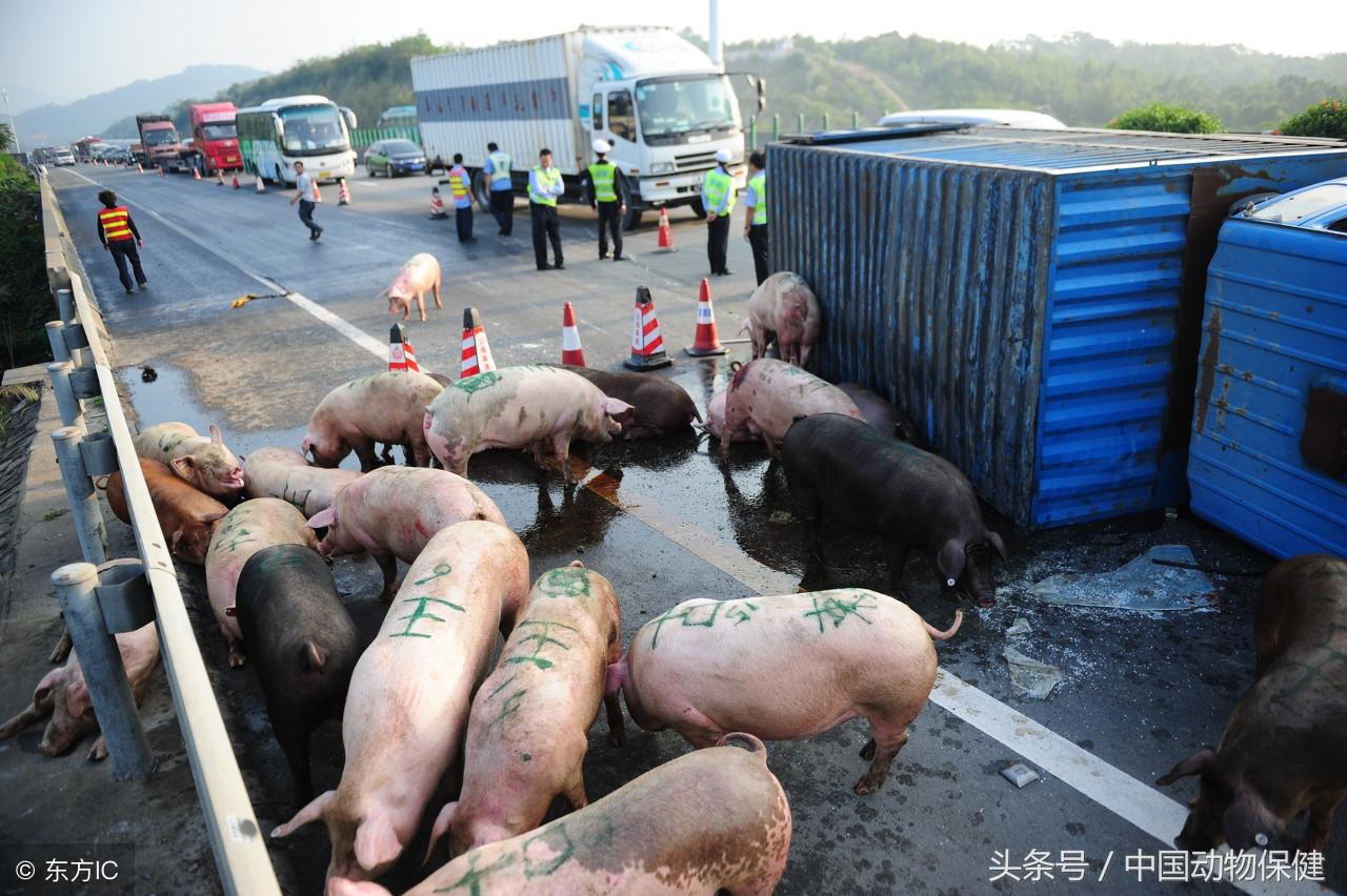 沈丘县公路运输管理事业单位最新招聘信息概览