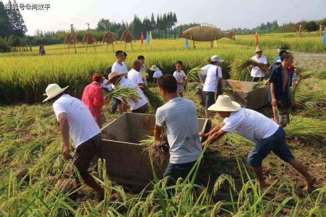 辽中县农业农村局最新项目，推动农业现代化，助力乡村振兴