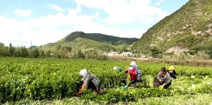 大头山乡最新项目，乡村振兴的新引擎